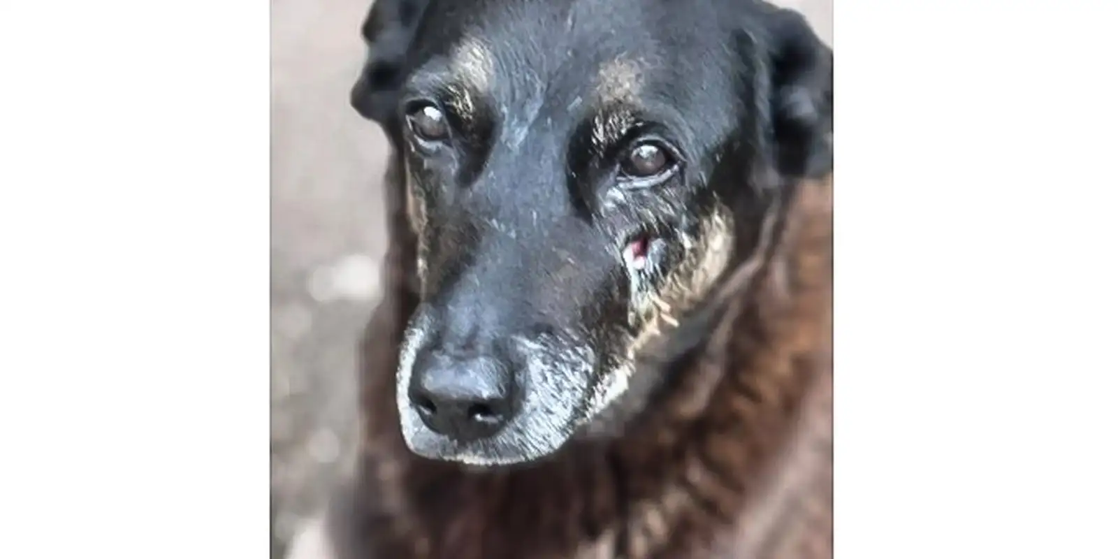 Polícia quer apreender passaporte de envolvido na morte do cão Orelha