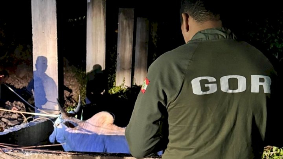 Com multas de até R$ 20 mil, PMSC inicia Operação Quaresma contra a Farra do Boi