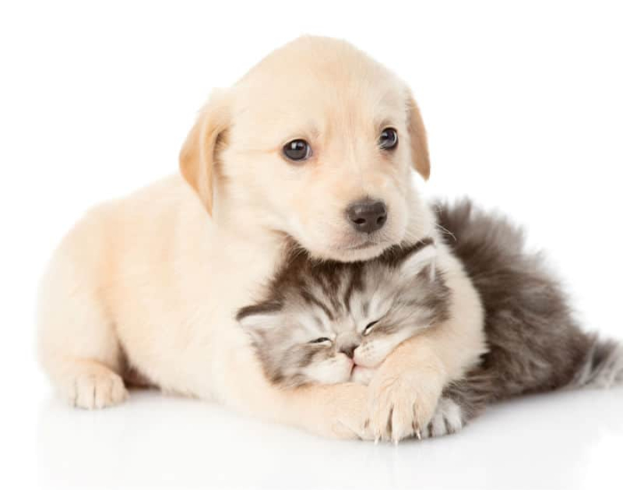 Governo cria Cadastro Nacional de Animais Domésticos, com número de identidade para cães e gatos